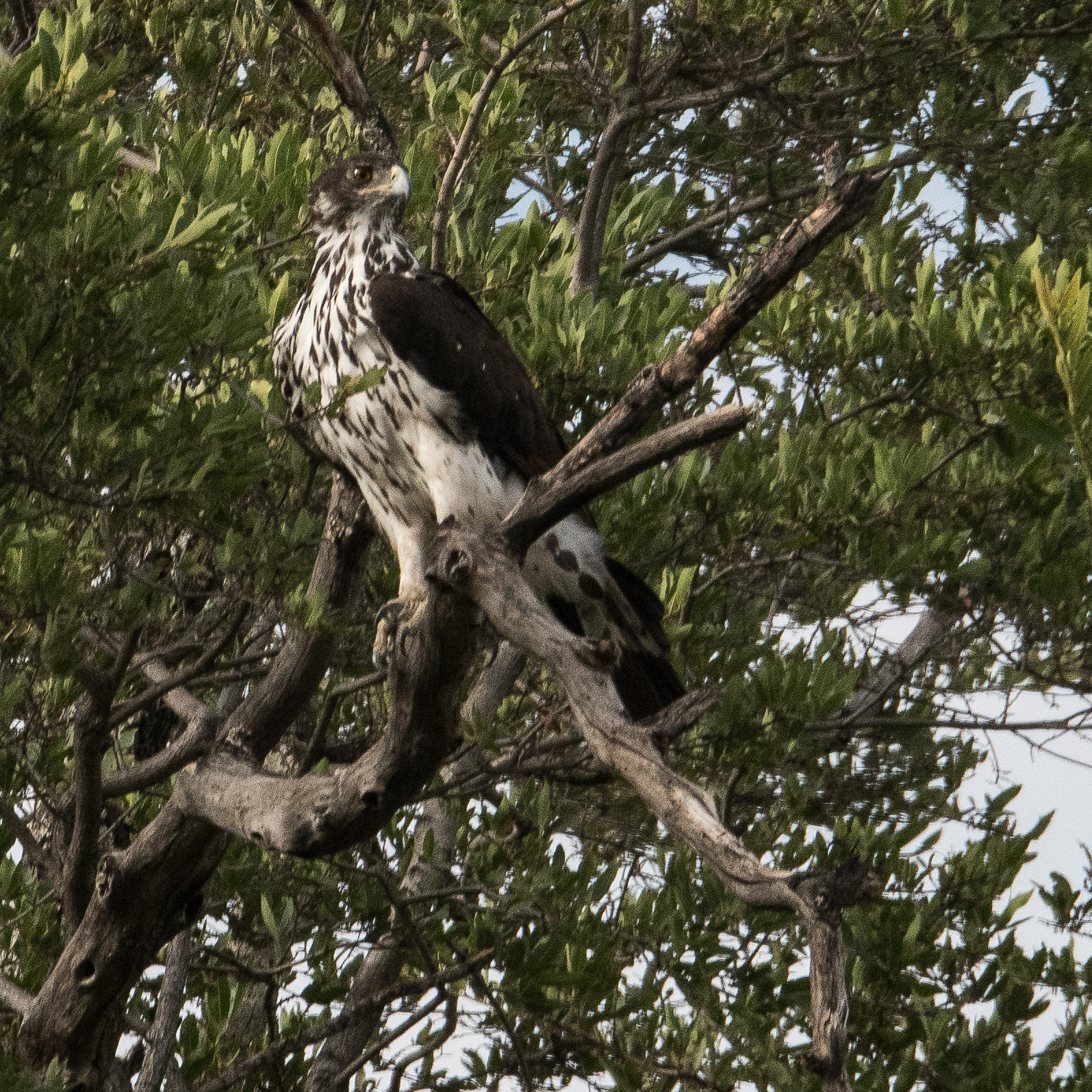 Aigle fascié (African Hawk-Eagle, Aquila spilogaster), Femelle adulte, Réserve de Kwando, Botswana.